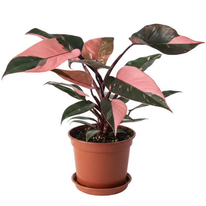 Philodendron Pink Princess - Greenie.ae Dubai UAE Delivery Online Shop