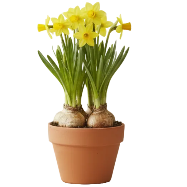Daffodil, Narcissus