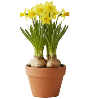 Daffodil, Narcissus