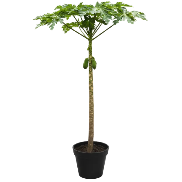 Papaya Tree, Carica Papaya - Greenie.ae Dubai UAE Delivery Online Shop