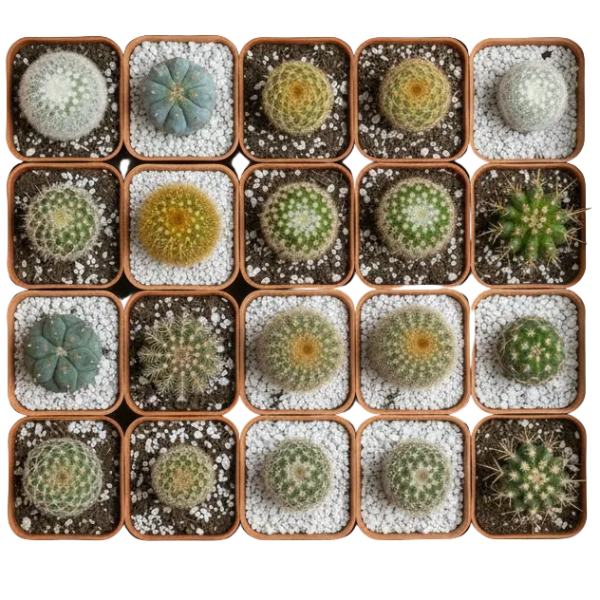 Ornamental Cactus Small - Greenie.ae Dubai UAE Delivery Online Shop