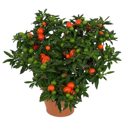 Jerusalem cherry, Solanum pseudocapsicum
