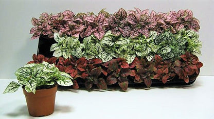 Polka Dot Plant, Hypoestes Phyllostachya Outdoor - www.Greenie.ae Buy online Best and Healthy Plants and quality products guarantee in Dubai Plants Shop in Dubai Abu Dhabi all over UAE Plants near me Fresh Plants in Dubai where to buy plants in UAE - Greenie.ae