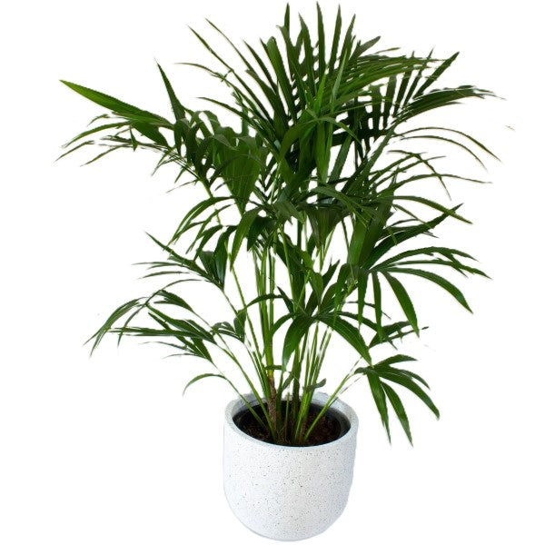 Kentia Palm, Thatch Palm, Howea forsteriana