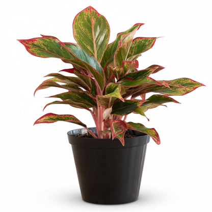  Aglaonema King of Siam - www.Greenie.ae Buy online Best and Healthy Plants and quality products guarantee in Dubai Plants Shop in Dubai Abu Dhabi all over UAE Plants near me Fresh Plants in Dubai where to buy plants in UAE - Greenie.ae Agave Attenuata, S