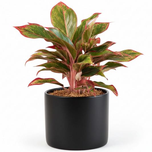 Aglaonema King of Siam