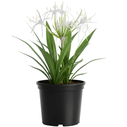 Crinum asiaticum, Spider lily or Seashore lily