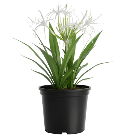Crinum asiaticum, Spider lily or Seashore lily