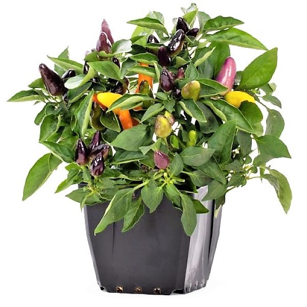 Ornamental pepper plant - www.Greenie.ae Buy online Best and Healthy Plants and quality products guarantee in Dubai Plants Shop in Dubai Abu Dhabi all over UAE Plants near me Fresh Plants in Dubai where to buy plants in UAE - Greenie.ae