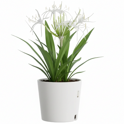 Crinum asiaticum, Spider lily or Seashore lily
