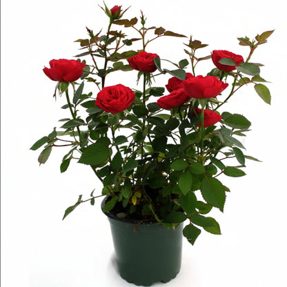 Rose Plant Outdoor