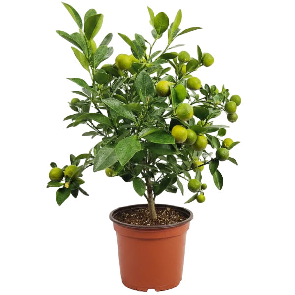 Lemon Tree, Citrus Lemon - Greenie.ae Dubai UAE Delivery Online Shop