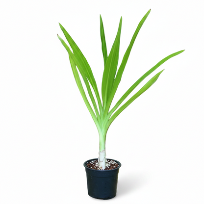 Crinum asiaticum, Spider lily or Seashore lily
