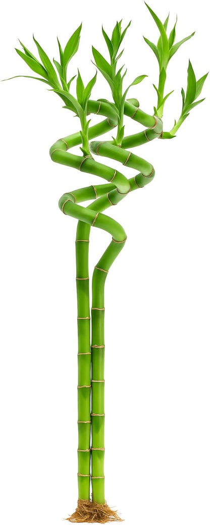 Lucky Bamboo Sticks, Dracaena Sanderiana