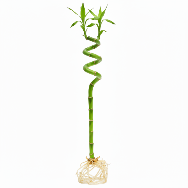 Lucky Bamboo Sticks, Dracaena Sanderiana