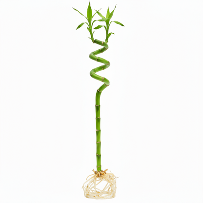 Lucky Bamboo Sticks, Dracaena Sanderiana
