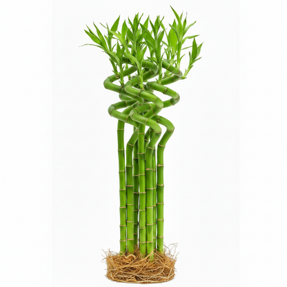 Lucky Bamboo Sticks, Dracaena Sanderiana