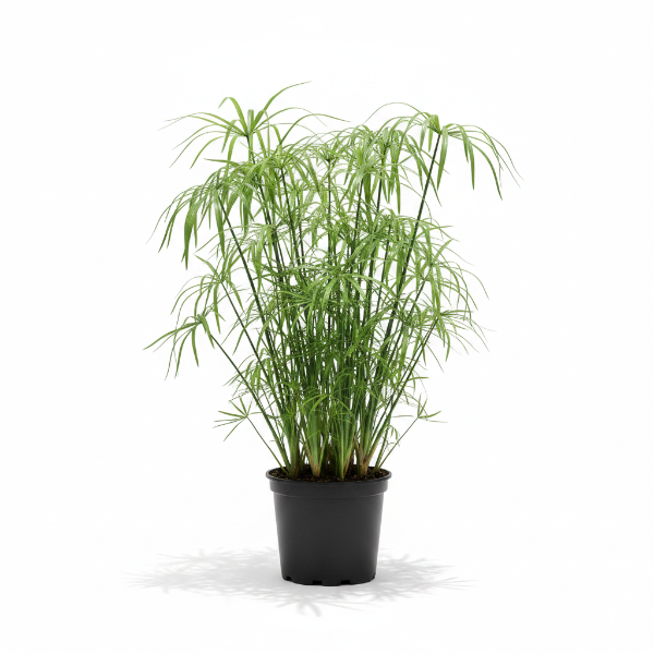 Cyperus Alternifolius, Umbrella Papyrus