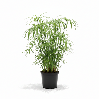 Cyperus Alternifolius, Umbrella Papyrus