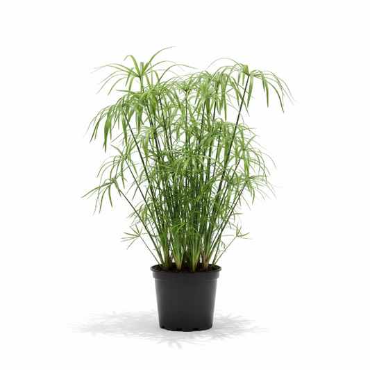 Cyperus Alternifolius, Umbrella Papyrus