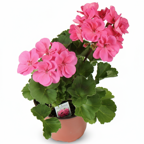 Geranium, Cranesbill