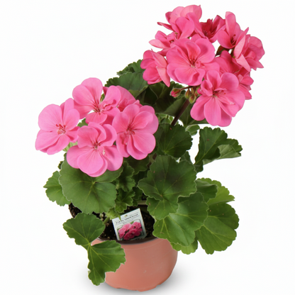 Geranium, Cranesbill