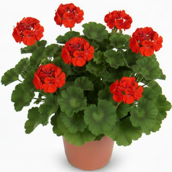 Geranium, Cranesbill