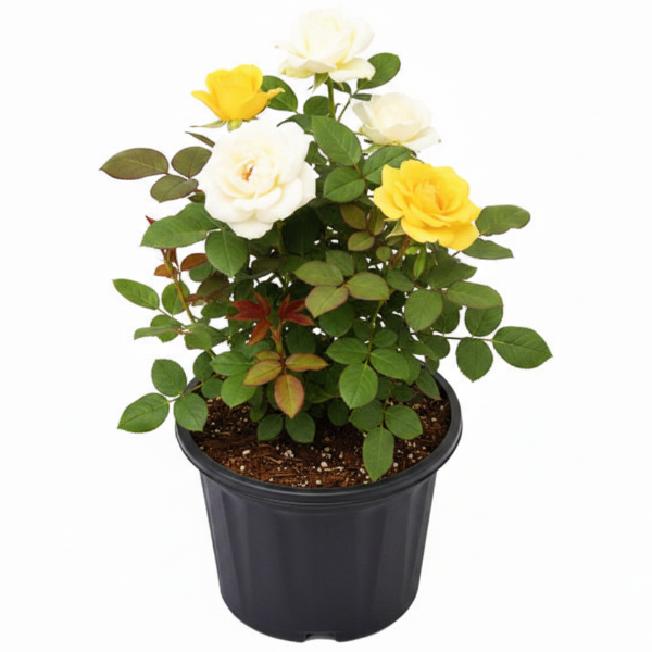 Rose Plant Outdoor