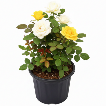 Rose Plant Outdoor