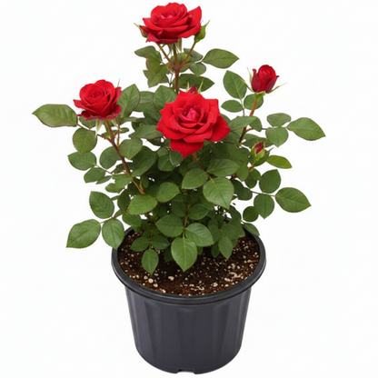 Rose Plant Outdoor
