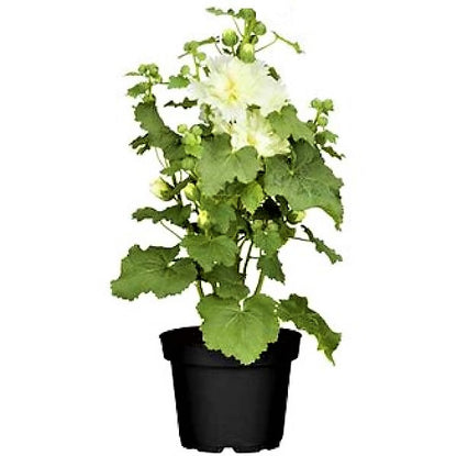 Hollyhocks Flower Plant, Alcea - www.Greenie.ae Buy online Best and Healthy Plants and quality products guarantee in Dubai Plants Shop in Dubai Abu Dhabi all over UAE Plants near me Fresh Plants in Dubai where to buy plants in UAE - Greenie.ae