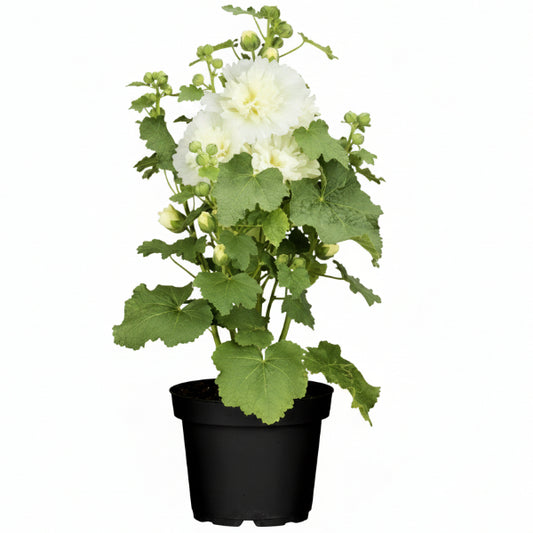 Hollyhocks Flower Plant, Alcea - www.Greenie.ae Buy online Best and Healthy Plants and quality products guarantee in Dubai Plants Shop in Dubai Abu Dhabi all over UAE Plants near me Fresh Plants in Dubai where to buy plants in UAE - Greenie.ae