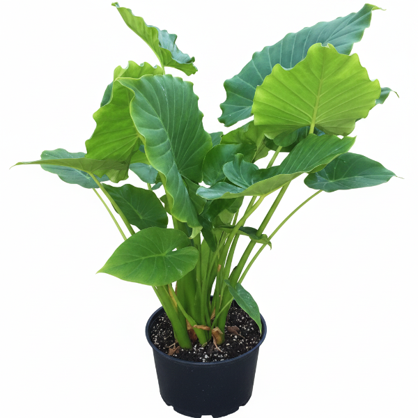 Alocasia Gageana, Elephant Ear, Alocasia California - Greenie.ae Dubai UAE Delivery Online Shop