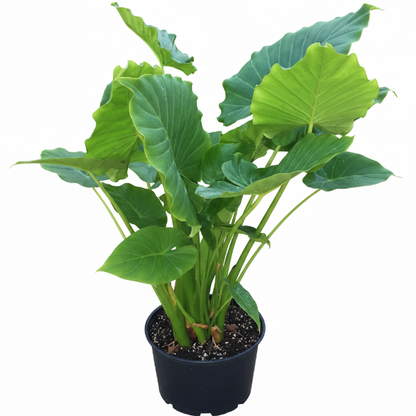 Alocasia Gageana, Elephant Ear, Alocasia California - Greenie.ae Dubai UAE Delivery Online Shop