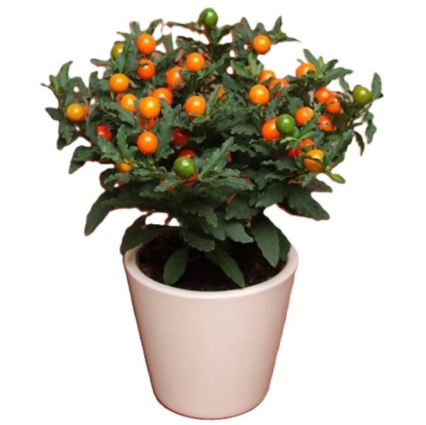 Jerusalem cherry, Solanum pseudocapsicum