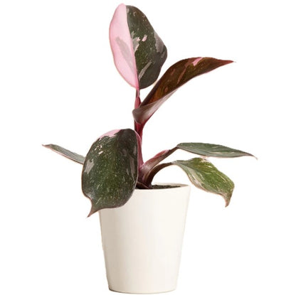 Philodendron Pink Princess