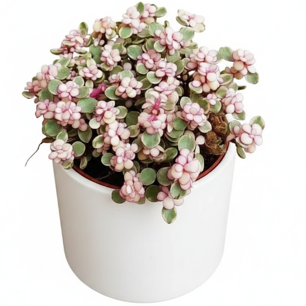 Elephant Bush, Portulacaria Bonsai