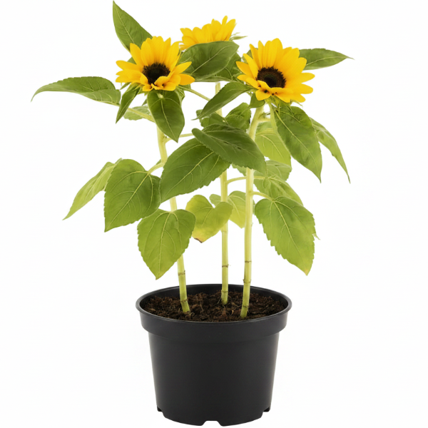 Ornamental Sunflower, Helianthus Annuus - Greenie.ae Dubai UAE Delivery Online Shop