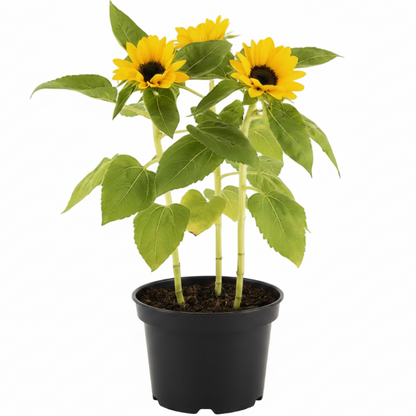 Ornamental Sunflower, Helianthus Annuus - Greenie.ae Dubai UAE Delivery Online Shop