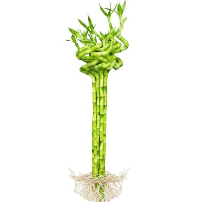 Lucky Bamboo Sticks, Dracaena Sanderiana