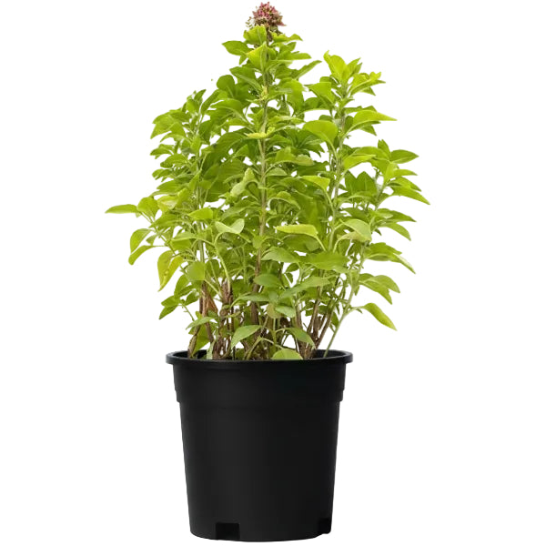 Rehan Herb, Niazbo, Persian Basil, Ocimum Basilicum