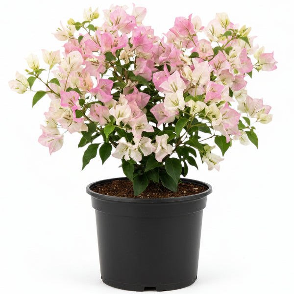 A potted bougainvillea plant with light pink and white flowers, green leaves, and a visible root ball in a clear plastic pot, isolated on a white background.