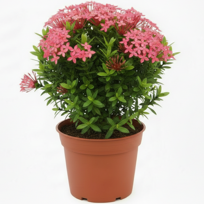 Ixora Different colours