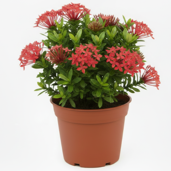 Ixora Different colours