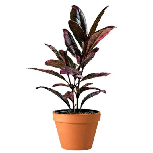 Eranthemum Atropurpureum, Purple False Eranthemum - www.Greenie.ae Buy online Best and Healthy Plants and quality products guarantee in Dubai Plants Shop in Dubai Abu Dhabi all over UAE Plants near me Fresh Plants in Dubai where to buy plants in UAE - Greenie.ae