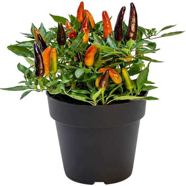 Ornamental Pepper Plant - Greenie.ae Dubai UAE Delivery Online Shop