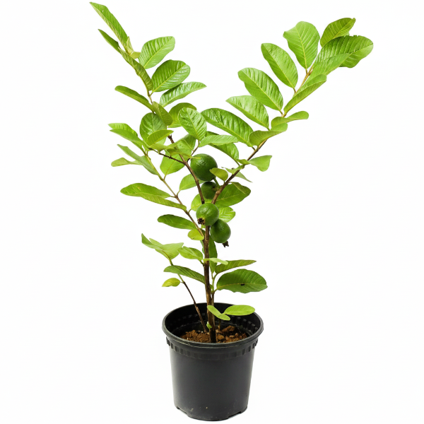 Guava Tree, Psidium Guajava