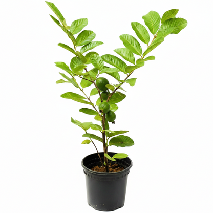Guava Tree, Psidium Guajava
