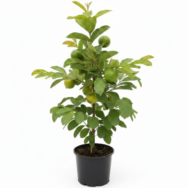 Guava Tree, Psidium Guajava