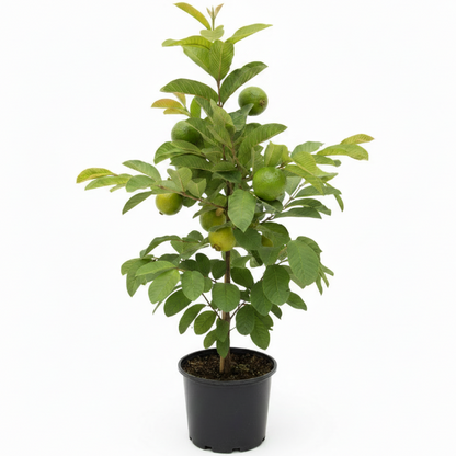 Guava Tree, Psidium Guajava